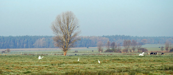 Fototermin in Schplitz  - Foto: Beate Langels - Trakehner Gestt Hmelschenburg