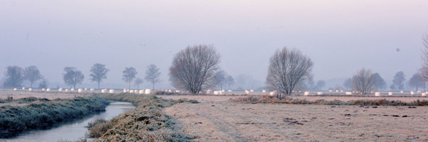 Schplitz im November 2011 - Foto: Beate Langels - Trakehner Gestt Hmelschenburg