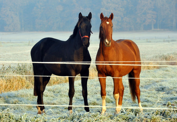  rechts: 2jhriger Hengst von Fidertanz - Foto: Beate Langels - Trakehner Gestt Hmelschenburg