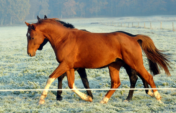  2jhriger Hengst von Fidertanz - Foto: Beate Langels - Trakehner Gestt Hmelschenburg