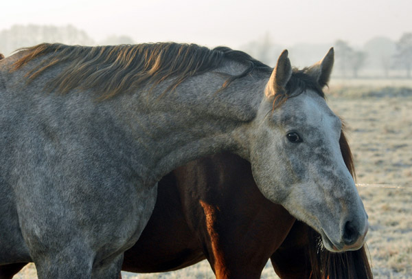   2jhriger Hengst Tilly von Leonidas u.d. Thirica v. Enrico Caruso - Foto: Beate Langels - Trakehner Gestt Hmelschenburg