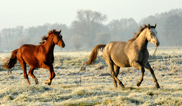  rechts: 2jhriger Hengst Tilly von Leonidas u.d. Thirica v. Enrico Caruso - Foto: Beate Langels - Trakehner Gestt Hmelschenburg