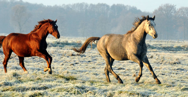  rechts: 2jhriger Hengst Tilly von Leonidas u.d. Thirica v. Enrico Caruso - Foto: Beate Langels - Trakehner Gestt Hmelschenburg