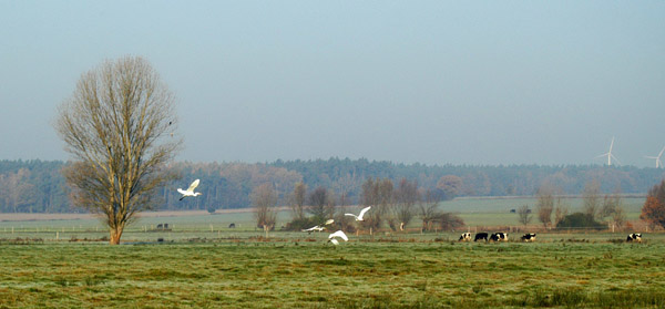 Silberreiher in Schplitz  - Foto: Beate Langels - Trakehner Gestt Hmelschenburg