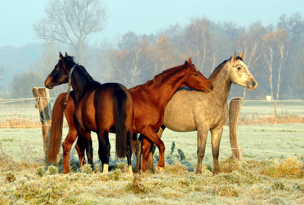  rechts: 2jhriger Hengst Tilly von Leonidas u.d. Thirica v. Enrico Caruso - Foto: Beate Langels - Trakehner Gestt Hmelschenburg