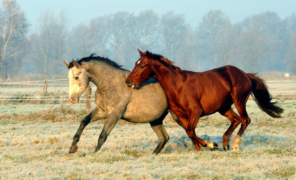  rechts: 2jhriger Hengst Tilly von Leonidas u.d. Thirica v. Enrico Caruso - Foto: Beate Langels - Trakehner Gestt Hmelschenburg