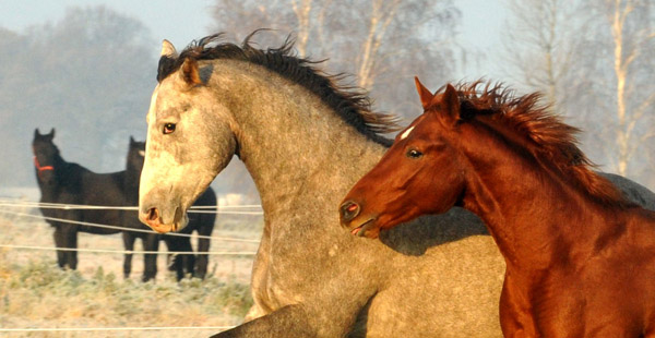 2jhriger Hengst Tilly von Leonidas u.d. Thirica v. Enrico Caruso - Foto: Beate Langels - Trakehner Gestt Hmelschenburg