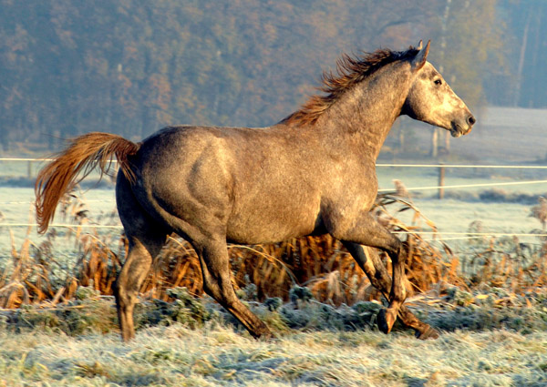 2jhriger Hengst Tilly von Leonidas u.d. Thirica v. Enrico Caruso - Foto: Beate Langels - Trakehner Gestt Hmelschenburg