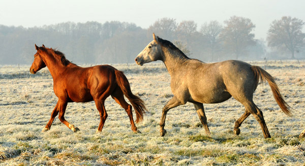  hinten: 2jhriger Hengst Tilly von Leonidas u.d. Thirica v. Enrico Caruso - Foto: Beate Langels - Trakehner Gestt Hmelschenburg