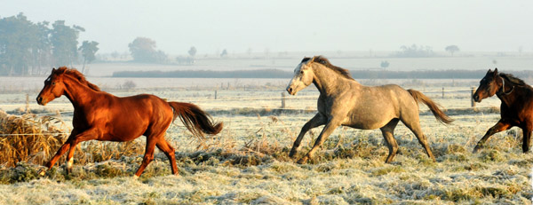  hinten: 2jhriger Hengst Tilly von Leonidas u.d. Thirica v. Enrico Caruso - Foto: Beate Langels - Trakehner Gestt Hmelschenburg