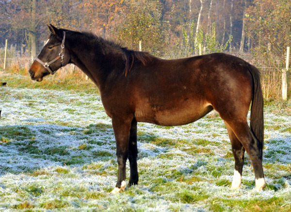  2jhrige Stute Kendra v. Freudenfest u.d. Klara v. Exclusiv - Foto: Beate Langels - Trakehner Gestt Hmelschenburg