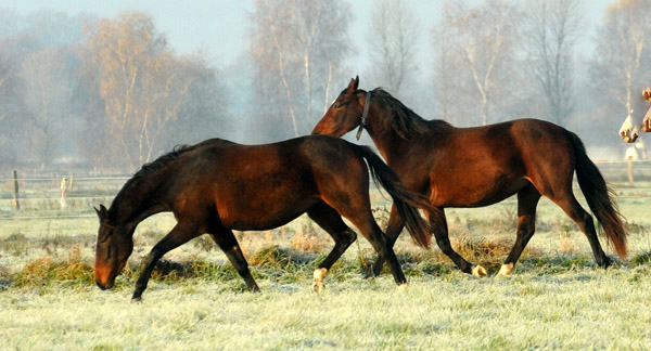  2jhrige Stuten - Foto: Beate Langels - Trakehner Gestt Hmelschenburg