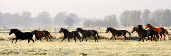  2jhrige Stuten - Foto: Beate Langels - Trakehner Gestt Hmelschenburg