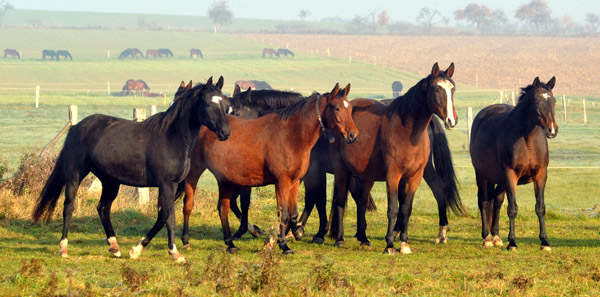   - Foto: Beate Langels - Trakehner Gestt Hmelschenburg