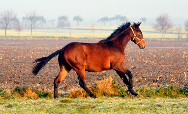 Jhrlingshengst von Summertime u.d. PrSt. Glorilou v. shavalou  - Foto: Beate Langels - Trakehner Gestt Hmelschenburg