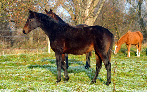 Jhrlingshengste  - Foto: Beate Langels - Trakehner Gestt Hmelschenburg