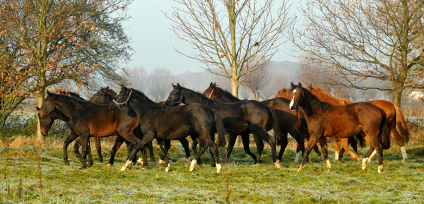 Jhrlingshengste  - Foto: Beate Langels - Trakehner Gestt Hmelschenburg