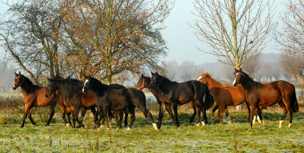 Jhrlingshengste  - Foto: Beate Langels - Trakehner Gestt Hmelschenburg