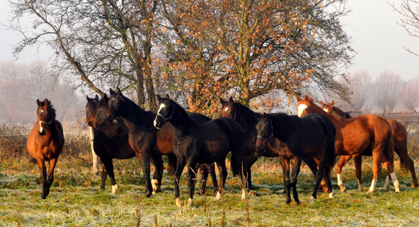 Jhrlingshengste  - Foto: Beate Langels - Trakehner Gestt Hmelschenburg