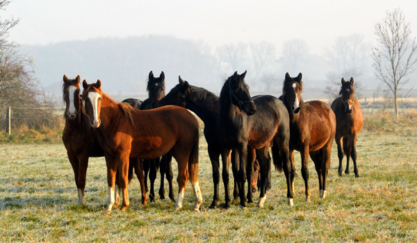 Jhrlingshengste  - Foto: Beate Langels - Trakehner Gestt Hmelschenburg