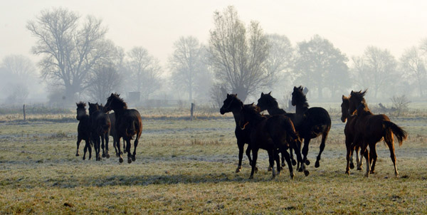 Jhrlingshengste  - Foto: Beate Langels - Trakehner Gestt Hmelschenburg