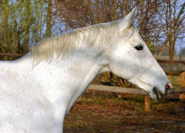 Prmienstute Thalia v. Exclusiv u.d. Elitestute Thirza  - Foto: Beate Langels - Trakehner Gestt Hmelschenburg