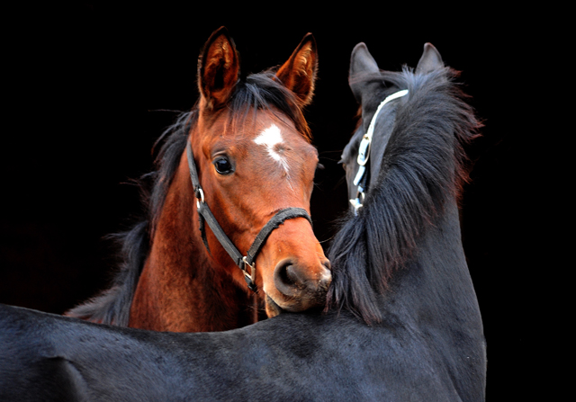 Hengstfohlen von Saint Cyr u.d. Pr.St. Under the moon v. Easy Game und High Motion x Caprimond - Foto: Beate Langels