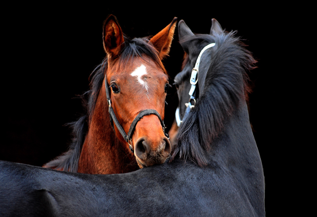 Hengstfohlen von Saint Cyr u.d. Pr.St. Under the moon v. Easy Game und High Motion x Caprimond - Foto: Beate Langels