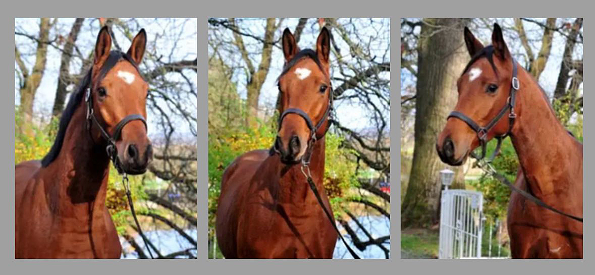 Trakehner Wallach von Integer u.d. Klassic Motion v. High Motion am 13.11.2025 - Trakehner Gestt Hmelschenburg - Beate Langels