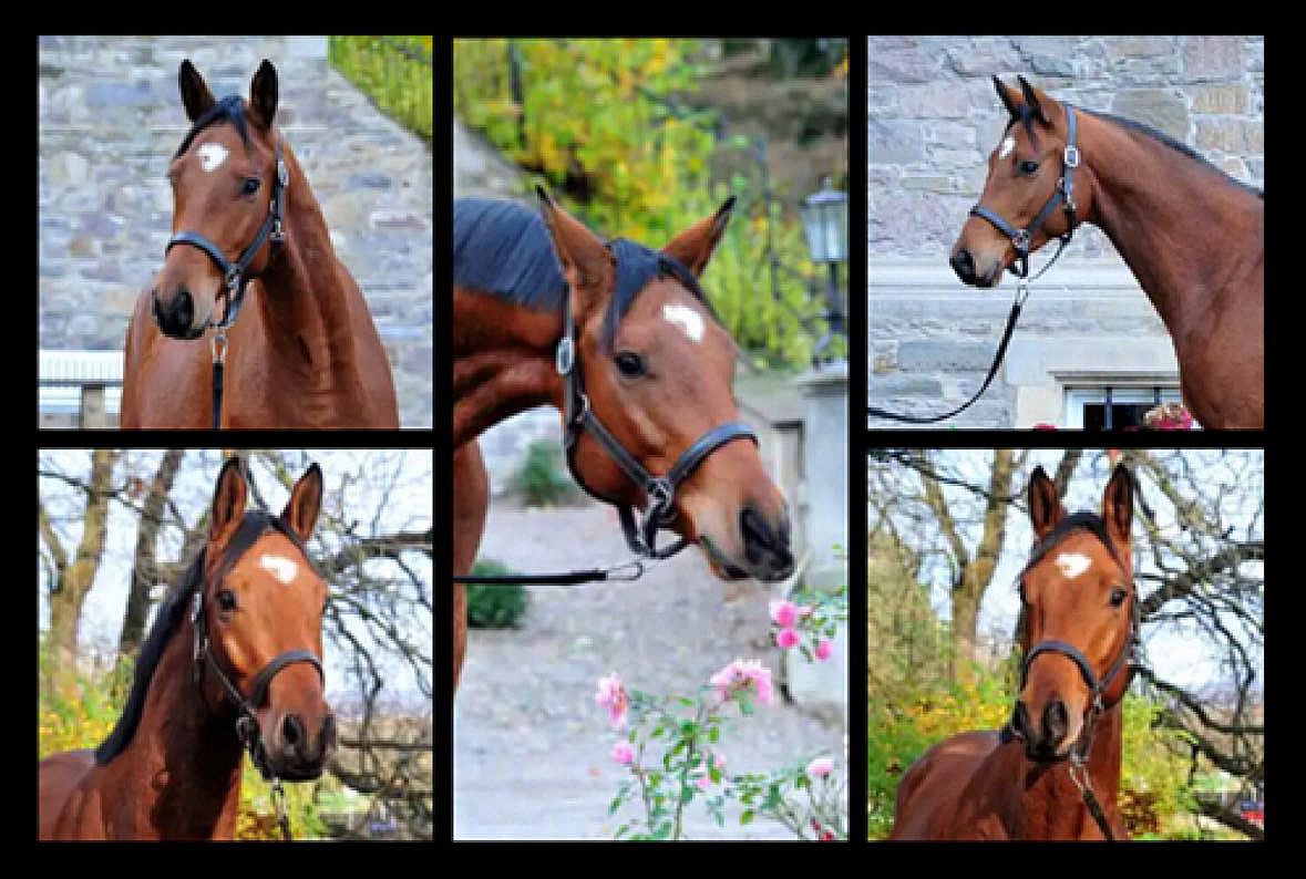 Trakehner Wallach von Integer u.d. Klassic Motion v. High Motion am 13.11.2025 - Trakehner Gestt Hmelschenburg - Foto Beate Langels