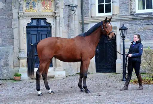 Trakehner Wallach von Integer u.d. Klassic Motion v. High Motion am 13.11.2025 - Trakehner Gestt Hmelschenburg - Foto Beate Langels