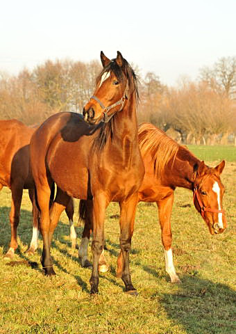 Katniss Everdeen von Saint Cyr u.d. Pr.u.StPrSt. Karena v. Freudenfest und Varinia v. Symomat u.d. Pr.u.StPrSt. Vittoria v. Exclusiv - im Gestt Schplitz - Foto: Beate Langels