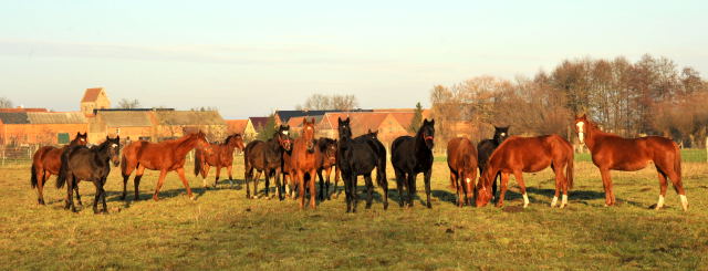 Jhrlingsstuten im Gestt Schplitz - Foto: Beate Langels