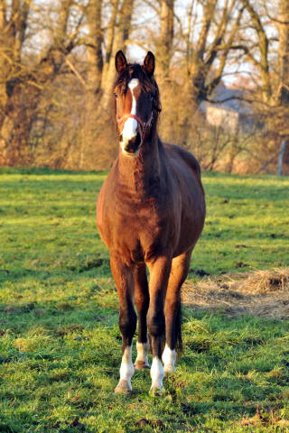 3jhriger Wallach von Freudenfest u.d. Pr.u.StPrSt. Grace Note v. Alter Fritz - im Gestt Schplitz - Foto: Beate Langels
