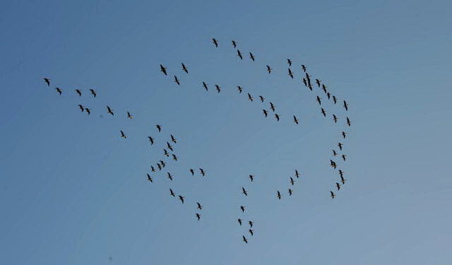 Die Wildgnse ziehen ber Schplitz - Foto: Beate Langels