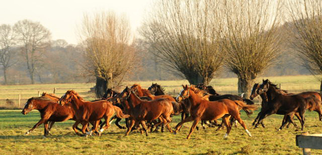 Jhrlingsstuten im Gestt Schplitz - Foto: Beate Langels