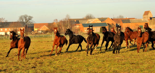 Jhrlingsstuten im Gestt Schplitz - Foto: Beate Langels