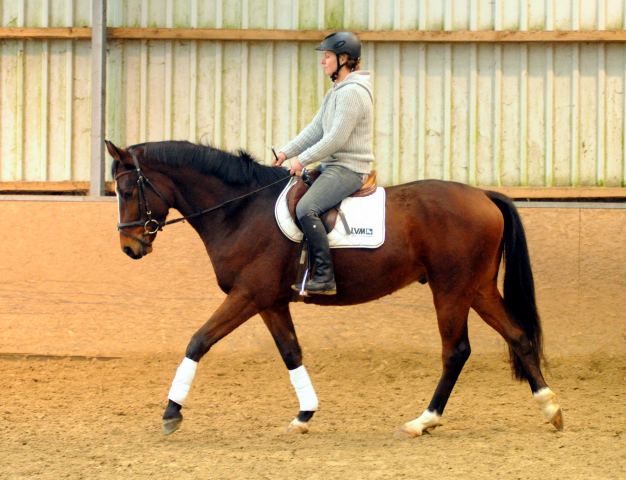 3-jhr. Trakehner Wallach von Symont u.d. Amarelia v. Lauries Crusador xx -(Zchter u. Besitzer: P. Oellrich, Springe) 
Mitte Dezember 2015 - Foto: Trakehner Gestt Hmelschenburg- Beate Langels