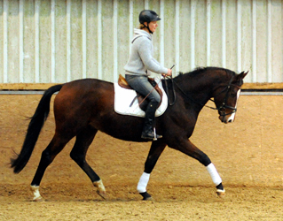 3-jhr. Trakehner Wallach von Symont u.d. Amarelia v. Lauries Crusador xx -(Zchter u. Besitzer: P. Oellrich, Springe) 
- Foto Beate Langels