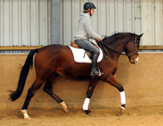 3-jhr. Trakehner Wallach von Symont u.d. Amarelia v. Lauries Crusador xx -(Zchter u. Besitzer: P. Oellrich, Springe) 
- Foto Beate Langels