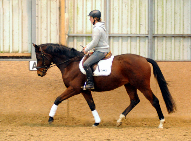 3-jhr. Trakehner Wallach von Symont u.d. Amarelia v. Lauries Crusador xx -(Zchter u. Besitzer: P. Oellrich, Springe) 
Mitte Dezember 2015 - Foto: Trakehner Gestt Hmelschenburg- Beate Langels