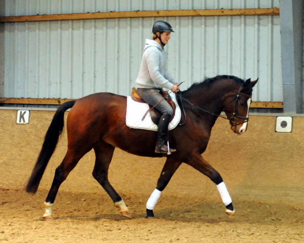 3-jhr. Trakehner Wallach von Symont u.d. Amarelia v. Lauries Crusador xx -(Zchter u. Besitzer: P. Oellrich, Springe) 
Mitte Dezember 2015 - Foto: Trakehner Gestt Hmelschenburg- Beate Langels