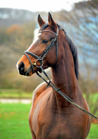 3-jhr. Trakehner Wallach von Symont u.d. Amarelia v. Lauries Crusador xx -(Zchter u. Besitzer: P. Oellrich, Springe) 
Mitte Dezember 2015 - Foto: Trakehner Gestt Hmelschenburg- Beate Langels