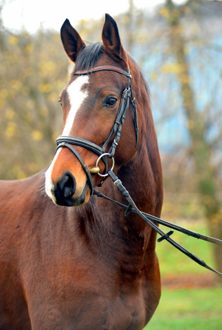 3-jhr. Trakehner Wallach von Symont u.d. Amarelia v. Lauries Crusador xx -(Zchter u. Besitzer: P. Oellrich, Springe) 
Mitte Dezember 2015 - Foto: Trakehner Gestt Hmelschenburg- Beate Langels