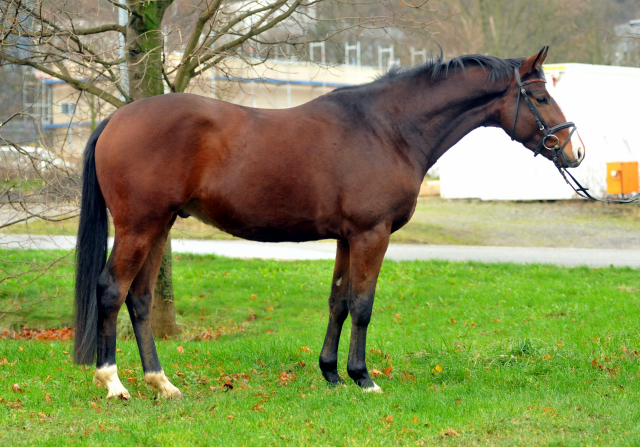 3-jhr. Trakehner Wallach von Symont u.d. Amarelia v. Lauries Crusador xx -(Zchter u. Besitzer: P. Oellrich, Springe) 
Mitte Dezember 2015 - Foto: Trakehner Gestt Hmelschenburg- Beate Langels