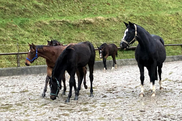 FRISCH ABGESETZT - DIE sTUTFOHLEN in Hmelschenburg - Trakehner Gestt Hmelschenburg - Beate Langels