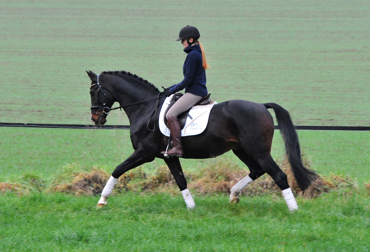 Prmienhengst Shavalou von Freudenfest - Foto: Beate Langels - 
Trakehner Gestt Hmelschenburg