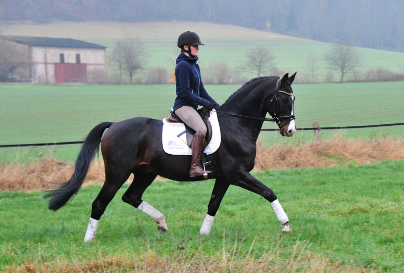 Prmienhengst Shavalou von Freudenfest - Foto: Beate Langels - 
Trakehner Gestt Hmelschenburg