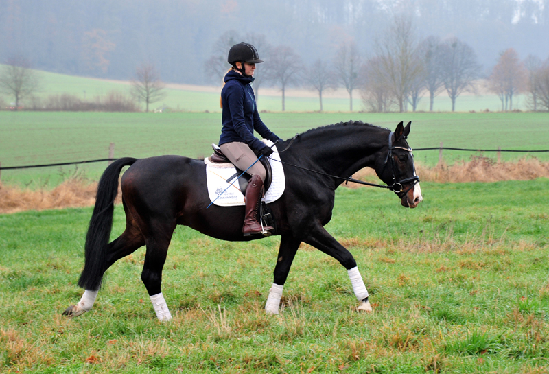 Prmienhengst Shavalou von Freudenfest - Foto: Beate Langels - 
Trakehner Gestt Hmelschenburg