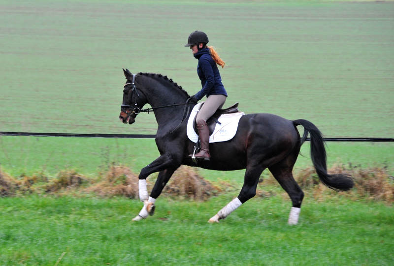 Prmienhengst Shavalou von Freudenfest - Foto: Beate Langels - 
Trakehner Gestt Hmelschenburg